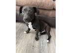 Adopt Beau a Black - with White American Pit Bull Terrier / Beagle / Mixed dog