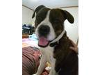 Adopt Rosco a Brindle - with White Boxer / American Pit Bull Terrier / Mixed dog