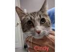 Adopt Cindy a Domestic Short Hair