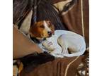 Adopt Bandit a Jack Russell Terrier, Beagle