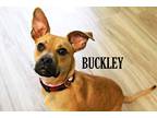 Adopt Buckley a Boxer dog in Mooresville, NC (36981606)