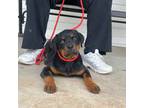 Rottweiler Puppy for sale in Fredericktown, MO, USA