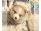 Pomeranian PUPPY FOR SALE ADN-531637 - Male and female