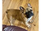 French Bulldog PUPPY FOR SALE ADN-531839 - Red