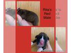 Boxer PUPPY FOR SALE ADN-532022 - Litter of 4 AKC Boxers