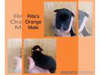 Boxer PUPPY FOR SALE ADN-532023 - Litter of 4 AKC Boxers