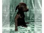 Great Dane-Rottweiler Mix PUPPY FOR SALE ADN-532041 - Great Dane Rottie