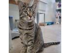 Adopt BooBoo a Gray or Blue Domestic Shorthair / Mixed cat in Rock Falls