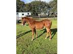 Adopt Dixie a Quarterhorse / Mixed horse in Houston, TX (36996097)