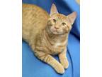 Adopt Toby 4 a Orange or Red Domestic Shorthair / Domestic Shorthair / Mixed cat