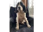 Adopt Mindy a Black - with White Cocker Spaniel / Mixed dog in Millersburg