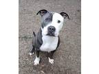 Adopt Bellamy a Gray/Silver/Salt & Pepper - with White American Pit Bull Terrier