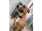 Adopt Bailey a Tan/Yellow/Fawn - with White German Shepherd Dog / Mixed dog in