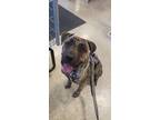 Adopt Gus (Augustus) a Brindle - with White Mastiff / Boxer / Mixed dog in Rapid