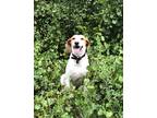 Adopt Nala a White - with Tan, Yellow or Fawn Foxhound / Coonhound (Unknown