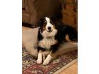 Adopt Duke a Black - with White Australian Shepherd / Border Collie / Mixed dog
