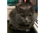 Adopt Yoda a Gray or Blue (Mostly) Domestic Longhair / Mixed (long coat) cat in