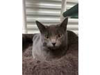 Adopt Gumbo a Domestic Shorthair / Mixed (short coat) cat in St.