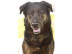 Adopt Winnie a Black Collie / Mixed dog in St. Catharines, ON (36990850)
