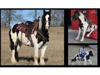 Available on [url removed] - Gypsy Vanner - Driving, Dressage prospect