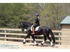 TALENTED Friesian that will take you up the levels in dressage