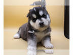 Siberian Husky PUPPY FOR SALE ADN-532262 - Akc husky Pups 3 males available