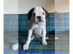 Boxer PUPPY FOR SALE ADN-532190 - Wolf the Boxer