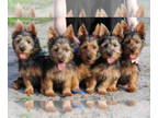 Australian Terrier PUPPY FOR SALE ADN-532476 - Australian Terrier Puppy AKC