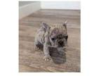 Pittsburghpa French Bulldog Puppies - Opportunity