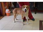 Adopt Scamp a Tan/Yellow/Fawn - with White Collie / Mixed dog in North Judson