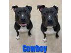 Adopt COWBOY a Black - with White American Pit Bull Terrier / Mixed dog in