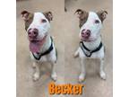 Adopt BECKER a Brown/Chocolate - with White American Pit Bull Terrier / Mixed