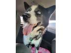 Adopt Ansel a Siberian Husky / Mixed dog in Hampton, VA (37000827)