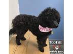 Adopt Tootsie - NO LONGER ACCEPTING APPLICATIONS a Black Toy Poodle / Mixed dog
