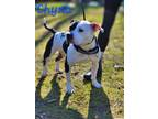 Adopt Chyna a American Pit Bull Terrier / Mixed dog in Cambridge, MD (37000061)
