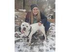 Adopt TOPAZ - In Foster a White American Pit Bull Terrier / Mixed dog in Flint