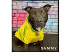Adopt SAMMY a Black - with White Terrier (Unknown Type, Medium) / Pit Bull
