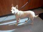 Adopt PEANUT a White Labrador Retriever / Mixed dog in San Jose, CA (36998951)