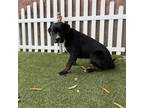 Adopt *HOGAN a Black - with Brown, Red, Golden, Orange or Chestnut Rottweiler /