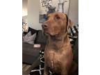 Adopt Duke a Brown/Chocolate Labrador Retriever / American Pit Bull Terrier /