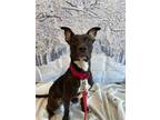 Adopt TAZ a Black - with White American Staffordshire Terrier / Mixed dog in