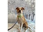 Adopt CHARITY a Tan/Yellow/Fawn - with White American Staffordshire Terrier /