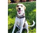 Adopt KOBE a Jack Russell Terrier