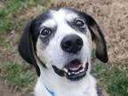 Adopt JEDIDIAH a Pointer, Mixed Breed