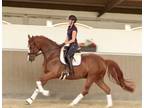 Top Quality 17hh 6-year-old Gelding