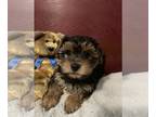 Yorkshire Terrier PUPPY FOR SALE ADN-533399 - 2 male Yorkie puppies