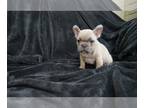 French Bulldog PUPPY FOR SALE ADN-533006 - Baby Butters