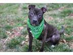 Adopt OLLIE a American Staffordshire Terrier