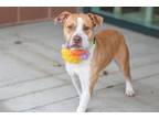 Adopt CHARITY a American Staffordshire Terrier, Boxer