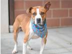 Adopt DENVER a American Staffordshire Terrier, Mixed Breed